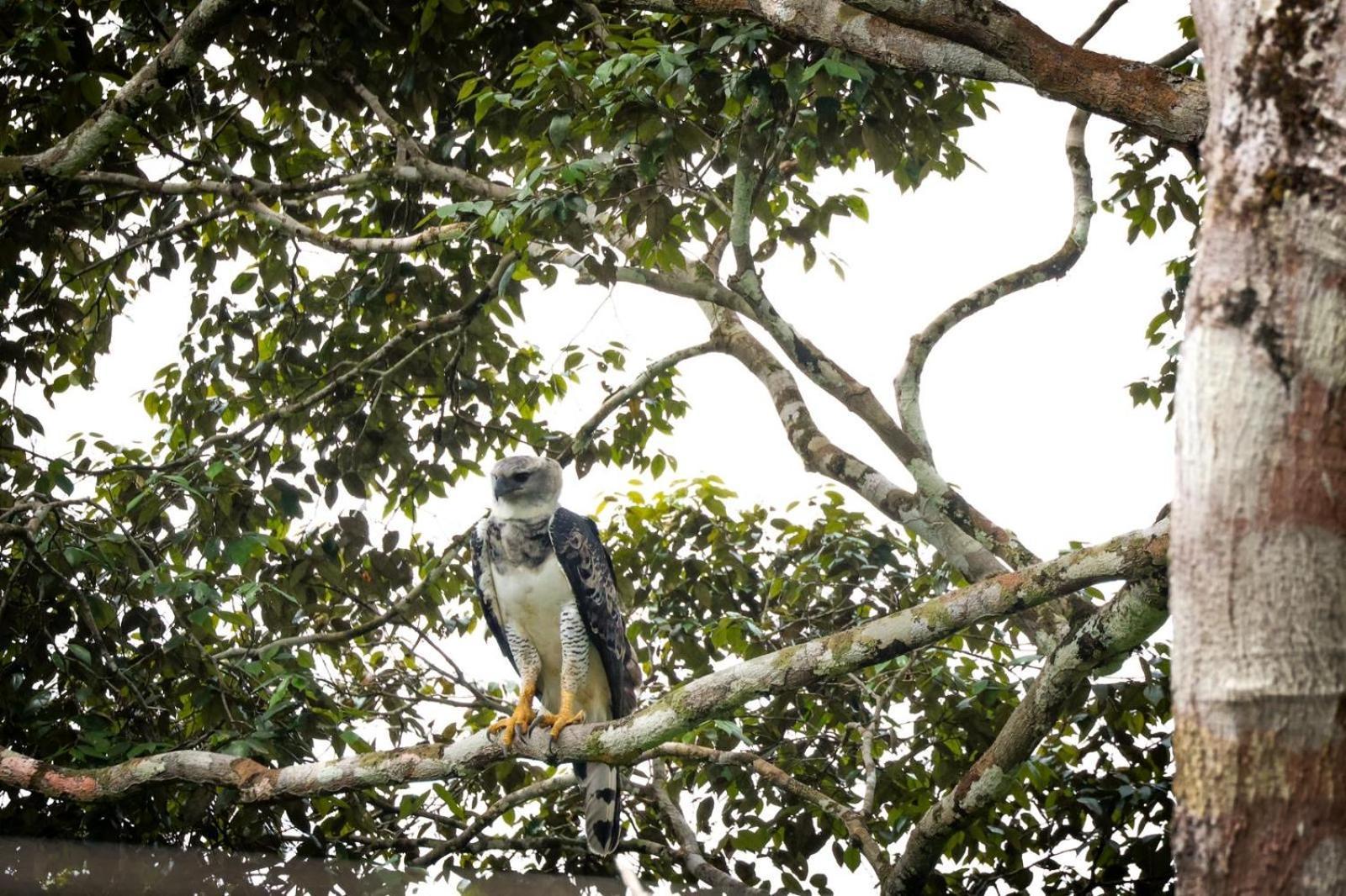 Pousada Paraiso Do Calango Azul Президенти-Фигейреду Экстерьер фото