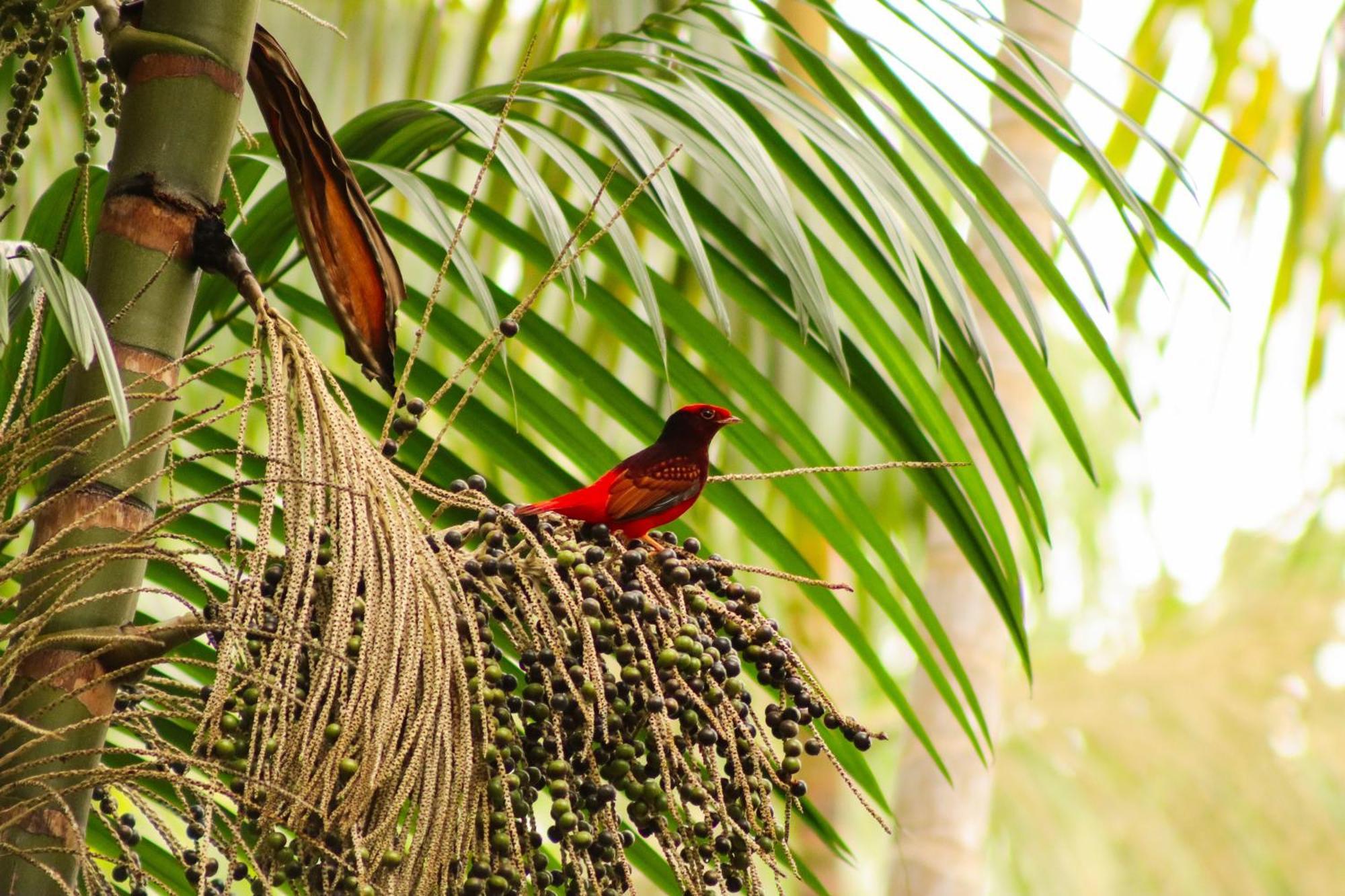 Pousada Paraiso Do Calango Azul Президенти-Фигейреду Экстерьер фото
