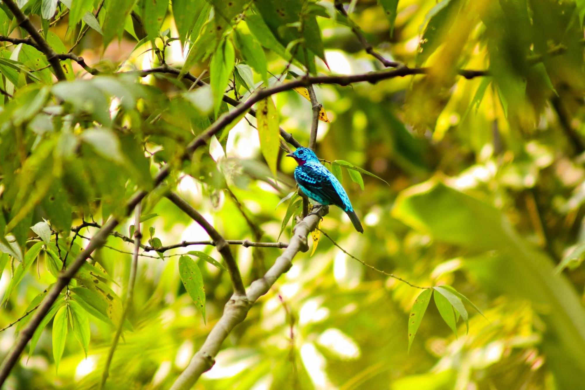 Pousada Paraiso Do Calango Azul Президенти-Фигейреду Экстерьер фото