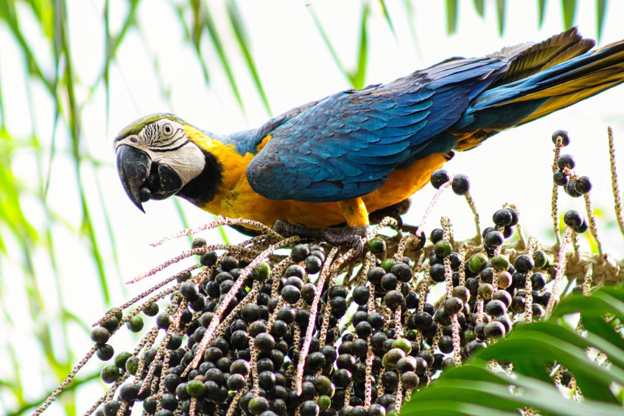 Pousada Paraiso Do Calango Azul Президенти-Фигейреду Экстерьер фото