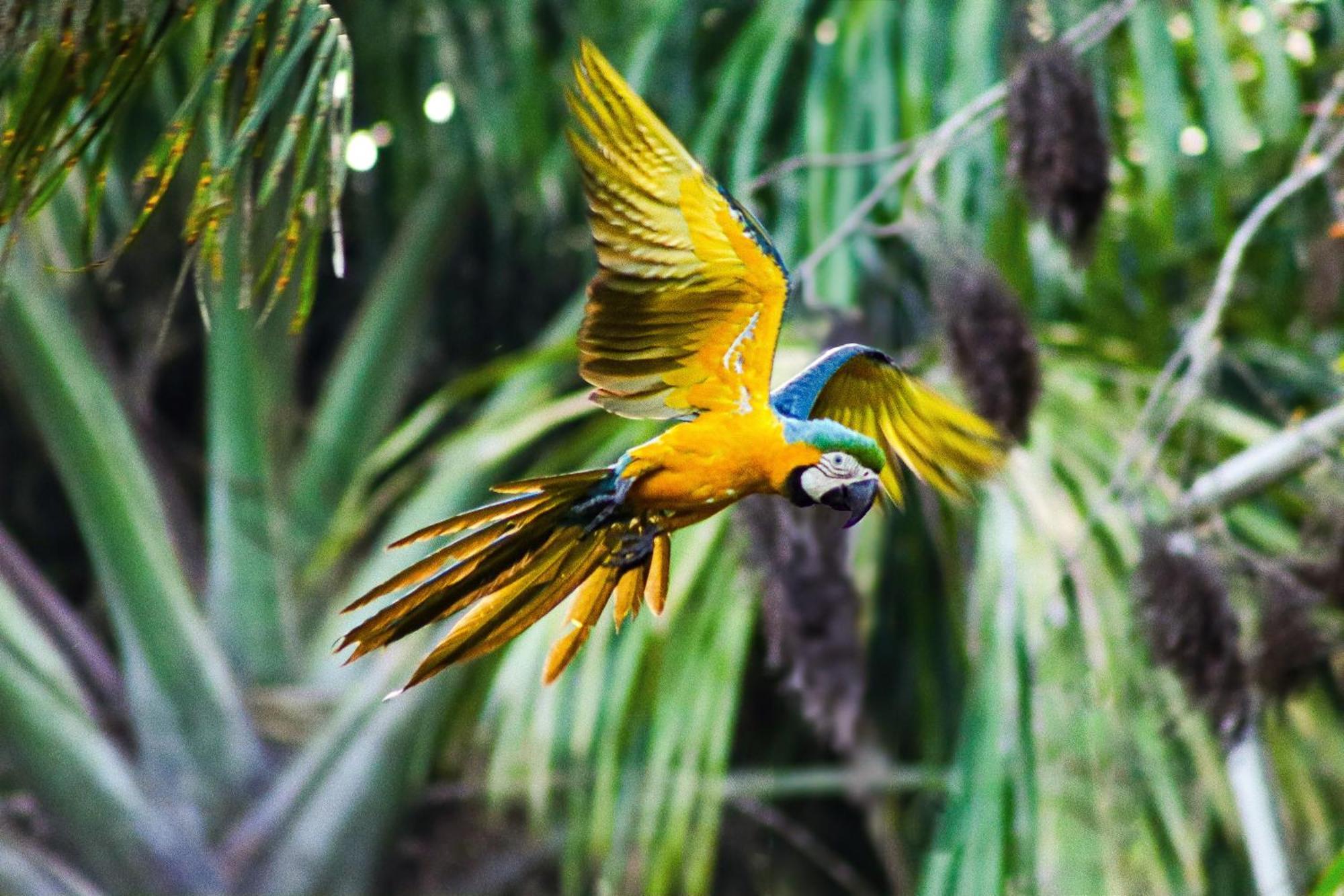 Pousada Paraiso Do Calango Azul Президенти-Фигейреду Экстерьер фото